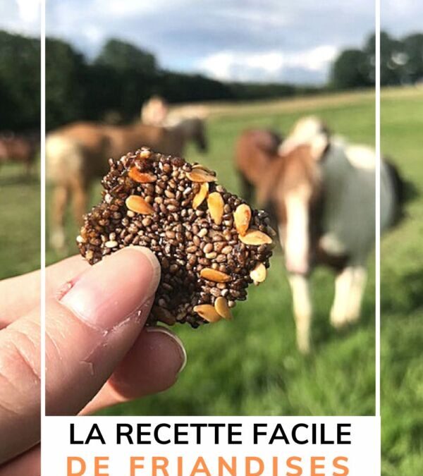 recette friandise pour chevaux