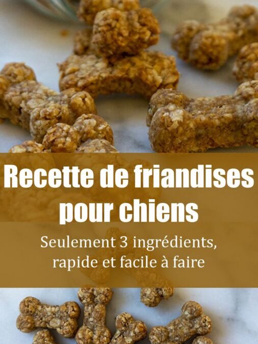 Recette maison de friandise pour chien : simple et saine