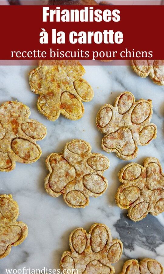 Recette saine pour chien