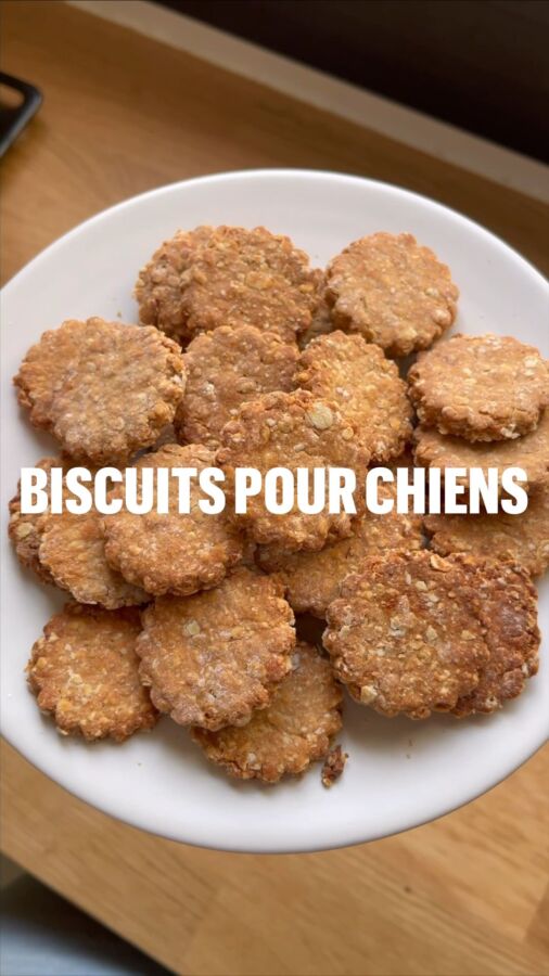 Recette saine pour chien