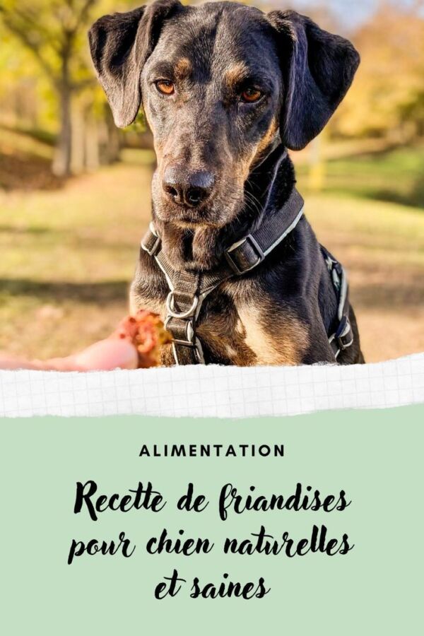 Friandise chien maison
